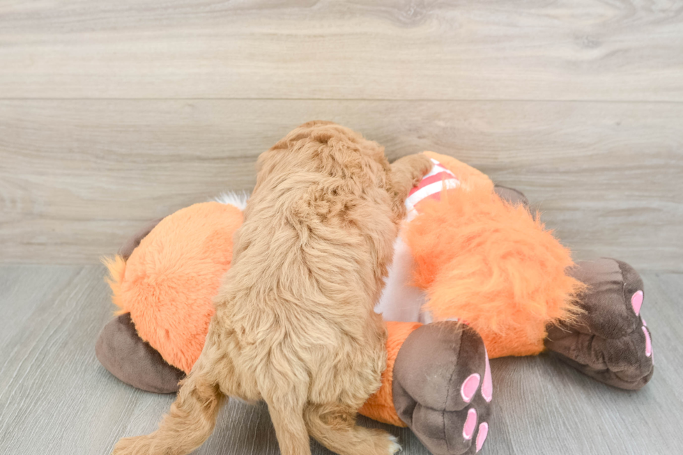 Energetic Cavoodle Poodle Mix Puppy