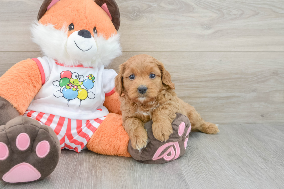 Energetic Cavoodle Poodle Mix Puppy