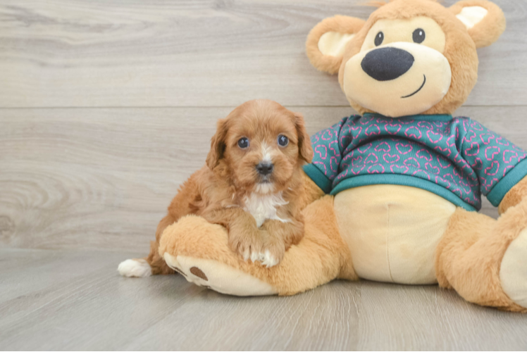 Happy Cavapoo Baby