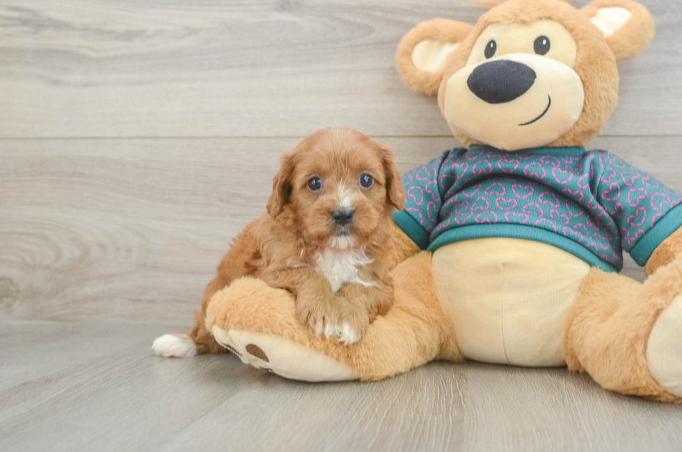 6 week old Cavapoo Puppy For Sale - Pilesgrove Pups