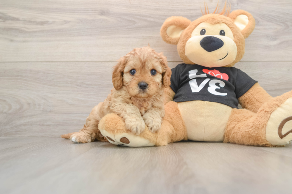 Cavapoo Pup Being Cute