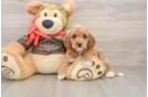 Cavapoo Puppy for Adoption