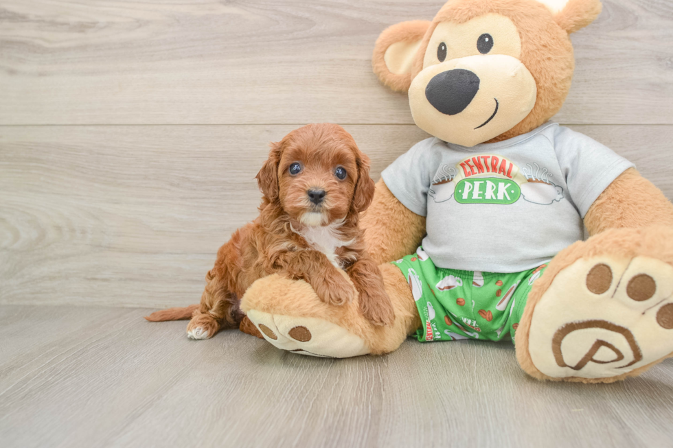 Fluffy Cavapoo Poodle Mix Pup