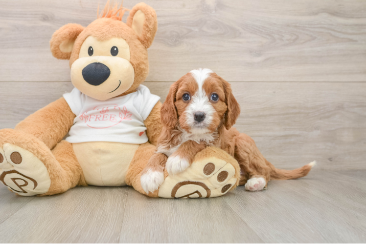 Best Cavapoo Baby