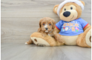 Cavapoo Puppy for Adoption