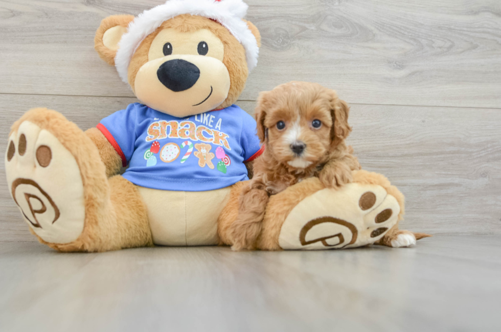 5 week old Cavapoo Puppy For Sale - Pilesgrove Pups