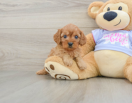 8 week old Cavapoo Puppy For Sale - Pilesgrove Pups