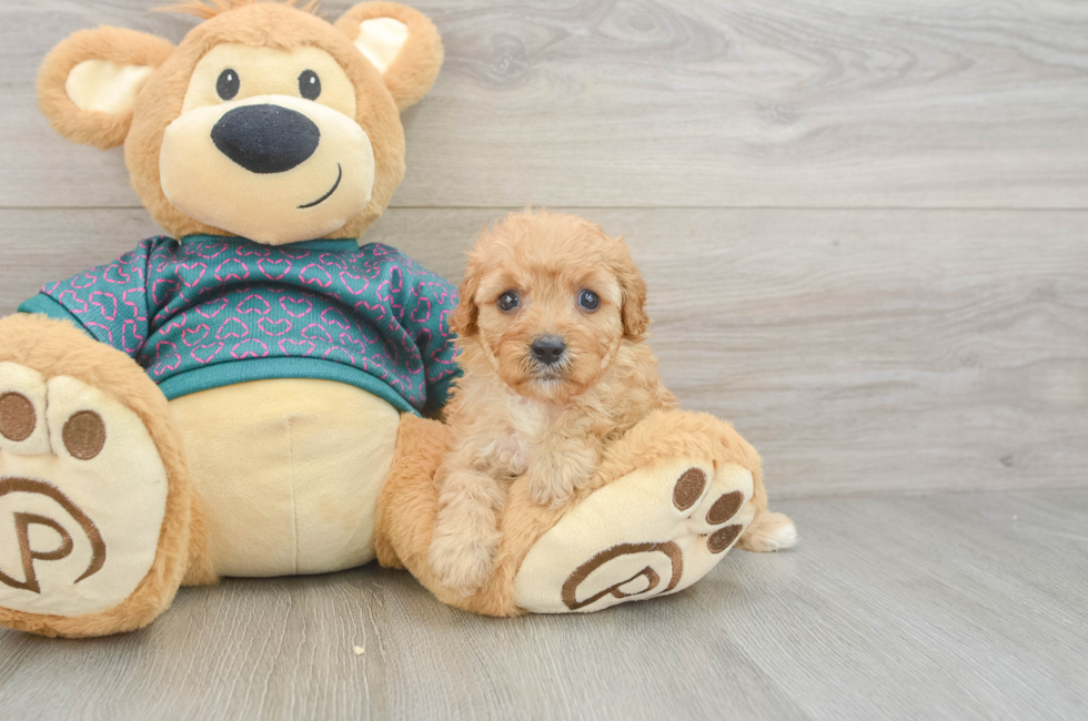 6 week old Cavapoo Puppy For Sale - Pilesgrove Pups