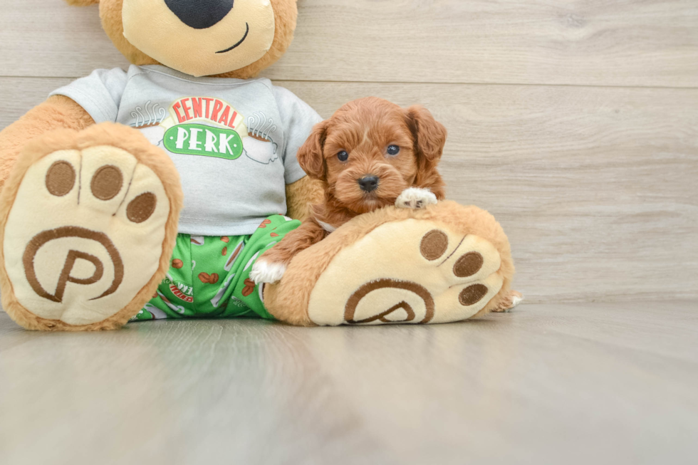 Funny Cavapoo Poodle Mix Pup