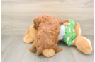 Smart Cavapoo Poodle Mix Pup