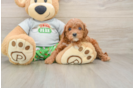 Small Cavapoo Baby