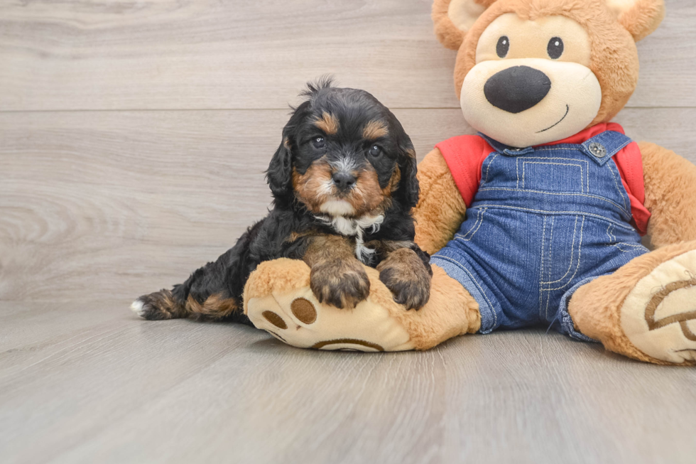 Little Cavipoo Poodle Mix Puppy