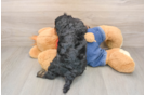 Cavapoo Pup Being Cute