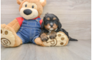 Best Cavapoo Baby
