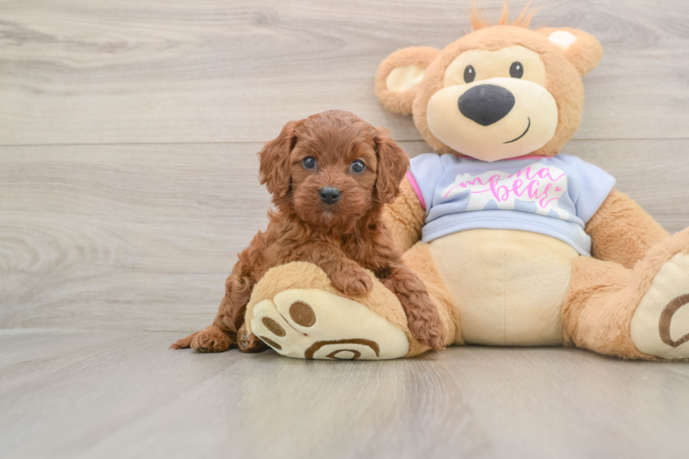 Friendly Cavapoo Baby