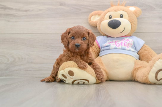Friendly Cavapoo Baby