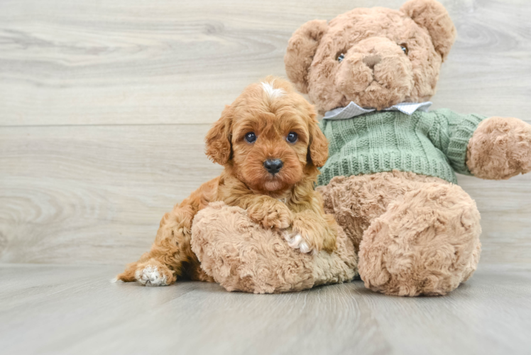 Hypoallergenic Cavadoodle Poodle Mix Puppy