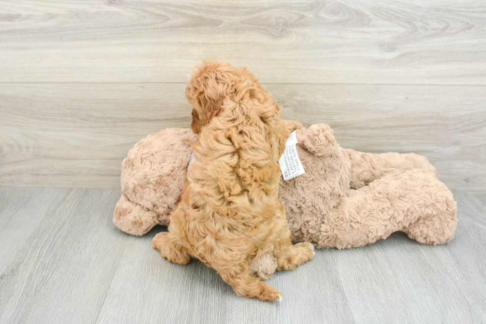 Funny Cavapoo Poodle Mix Pup