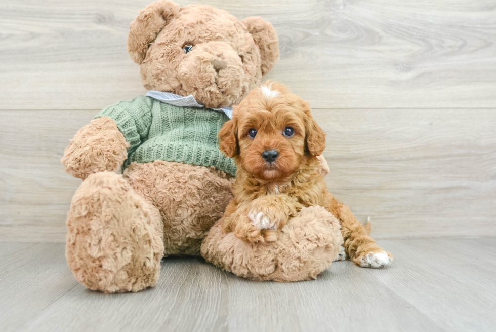 Happy Cavapoo Baby