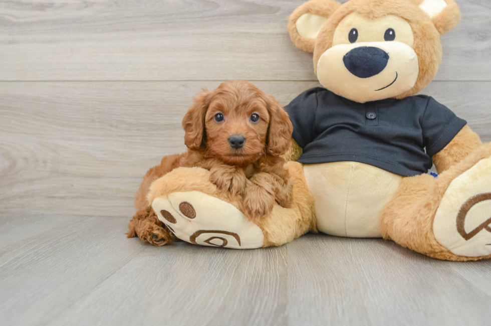 6 week old Cavapoo Puppy For Sale - Pilesgrove Pups