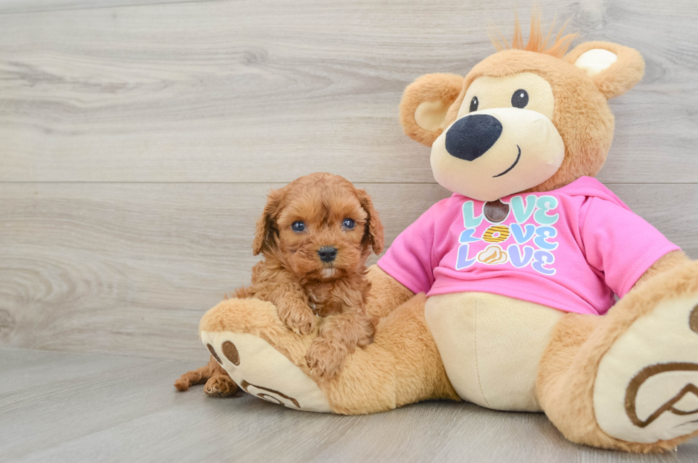 7 week old Cavapoo Puppy For Sale - Pilesgrove Pups