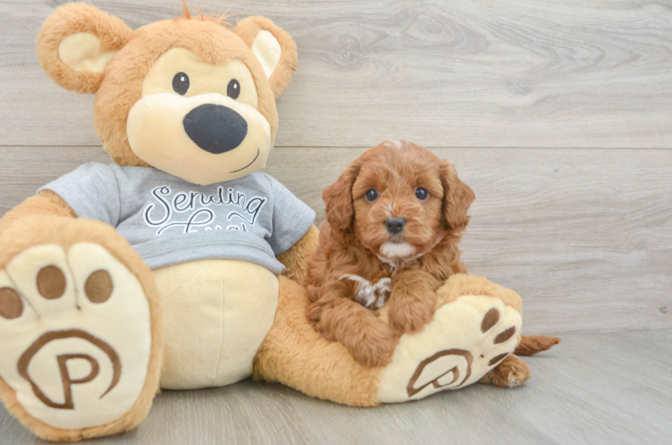 5 week old Cavapoo Puppy For Sale - Pilesgrove Pups