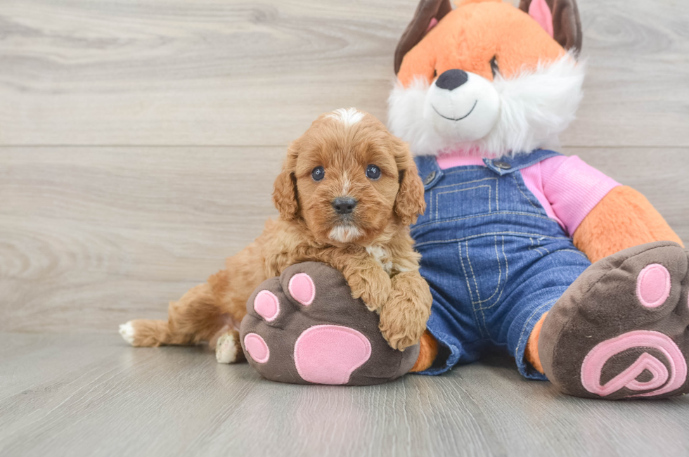 6 week old Cavapoo Puppy For Sale - Pilesgrove Pups