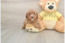 Petite Cavapoo Poodle Mix Pup