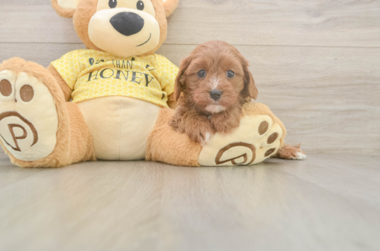 Cavapoo Puppy for Adoption
