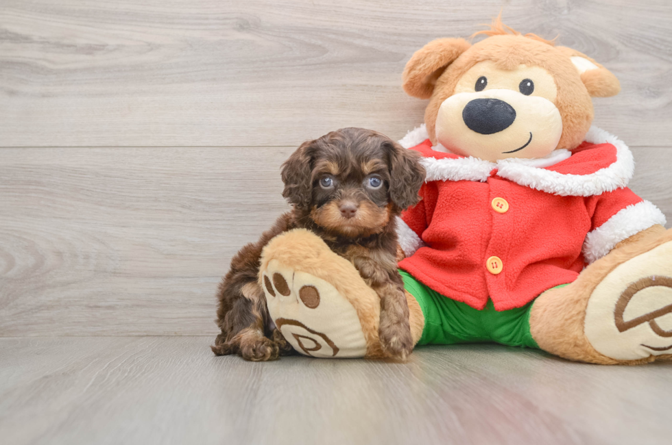 5 week old Cavapoo Puppy For Sale - Pilesgrove Pups