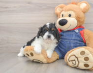 8 week old Cavapoo Puppy For Sale - Pilesgrove Pups