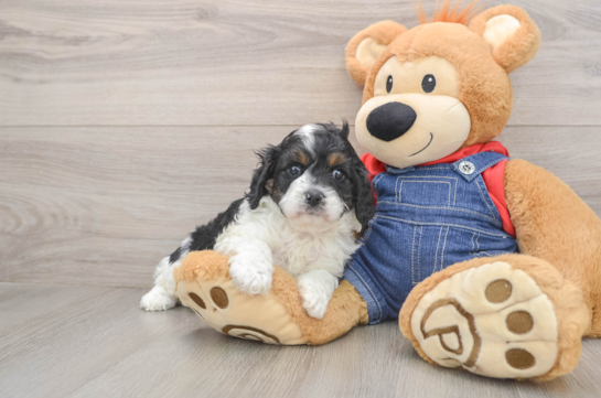 Cavapoo Puppy for Adoption