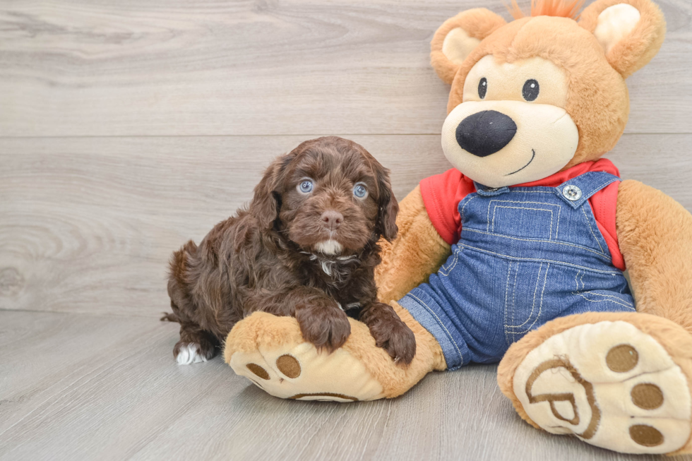 Cute Cavapoo Baby
