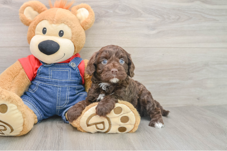 Cavapoo Puppy for Adoption