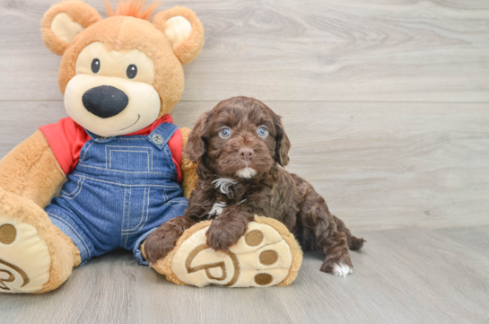 Cavapoo Puppy for Adoption