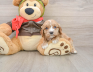 8 week old Cavapoo Puppy For Sale - Pilesgrove Pups