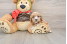 Friendly Cavapoo Baby
