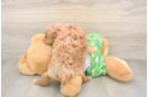 Cavapoo Pup Being Cute