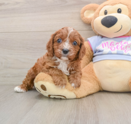 5 week old Cavapoo Puppy For Sale - Pilesgrove Pups