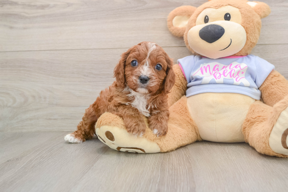 Adorable Cavalier King Charles Spaniel and Poodle Mix Poodle Mix Puppy