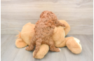 Cavapoo Pup Being Cute