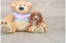 Cavapoo Pup Being Cute