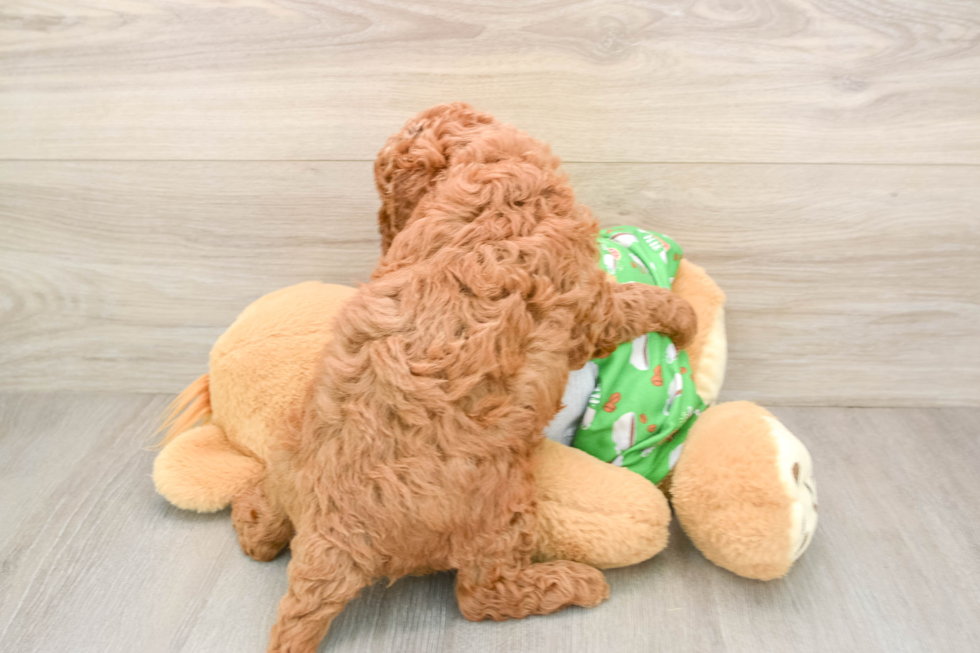 Cavapoo Pup Being Cute