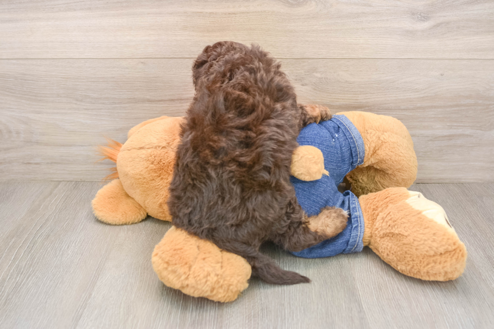 Cavapoo Pup Being Cute