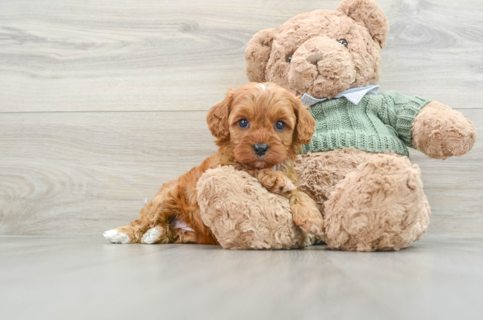 5 week old Cavapoo Puppy For Sale - Pilesgrove Pups