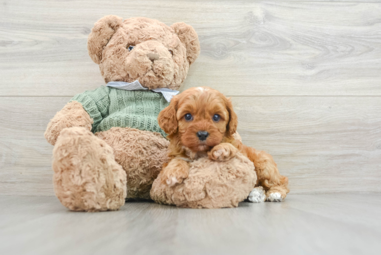 Funny Cavapoo Poodle Mix Pup