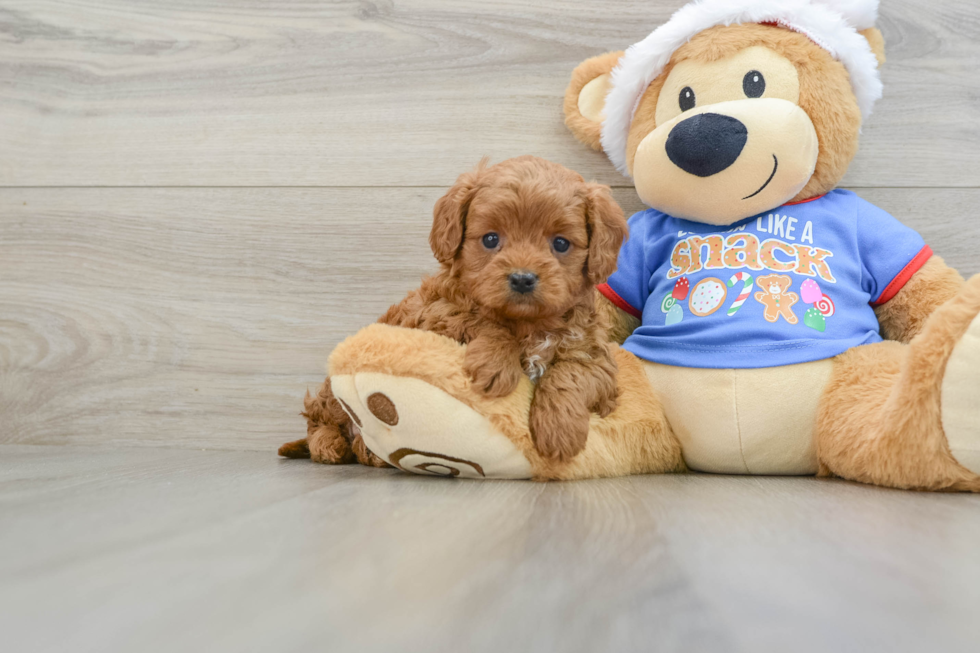 Cavapoo Pup Being Cute