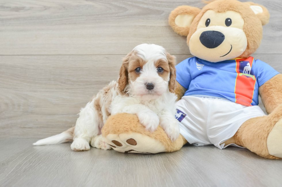 5 week old Cavapoo Puppy For Sale - Pilesgrove Pups