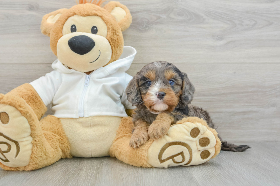 6 week old Cavapoo Puppy For Sale - Pilesgrove Pups