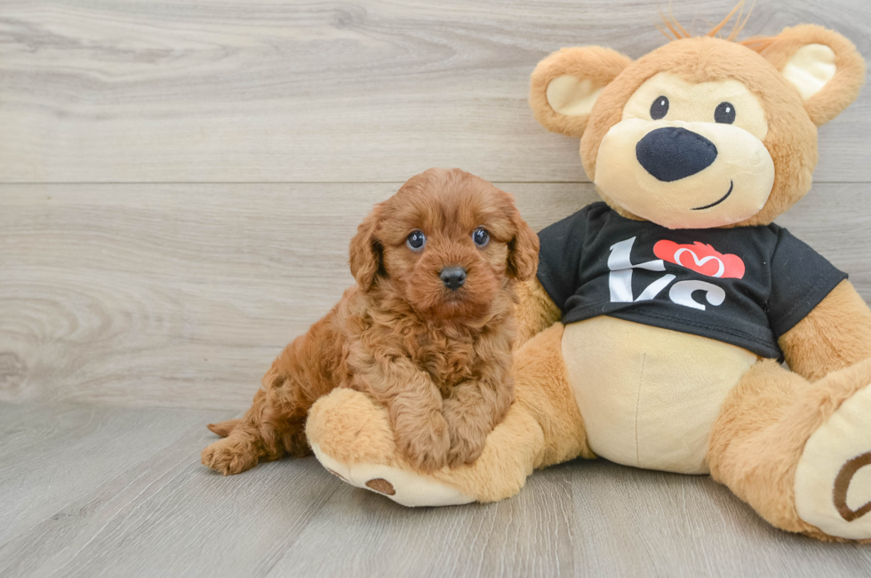 5 week old Cavapoo Puppy For Sale - Pilesgrove Pups